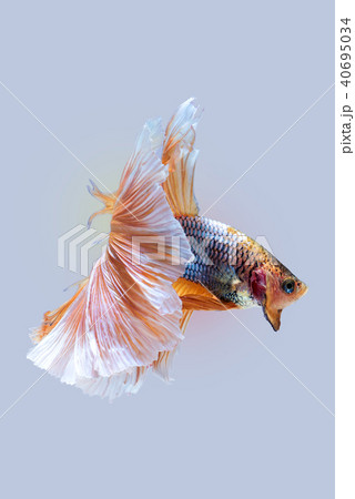 yellow white siamese fighting fish 40695034