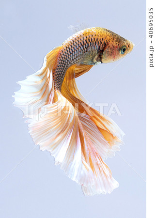 yellow white siamese fighting fish yellow white siamese fighting fish 40695035