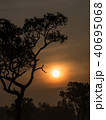 Tree behind The Sun 40695068