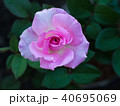 Pink Rose on The Ground 40695069