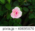 White Pink Rose 40695070