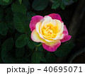 Yellow Pink Rose Blooming 40695071