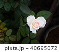 White Pink Rose 40695072