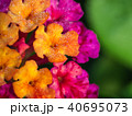 Hedge Flower Buds 40695073