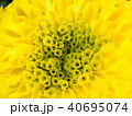 Yellow Marigold Blooming 40695074