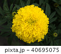 Yellow Marigold Blooming 40695075