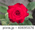 Red Rose Blooming 40695076