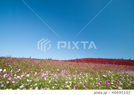 ひたち海浜公園のコキア 40695102