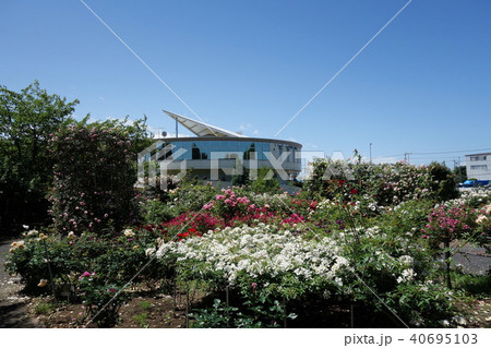 道の駅めぬまアグリパークバラ園 40695103