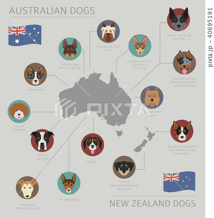 Dogs by country of origin. Australian dog breeds 40695191