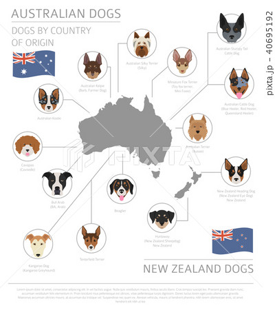 Dogs by country of origin. Australian dog breeds 40695192