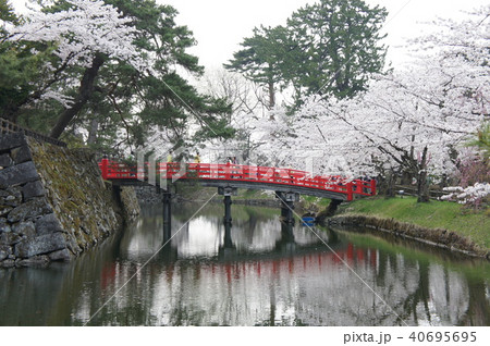 弘前城内濠の満開の桜 40695695