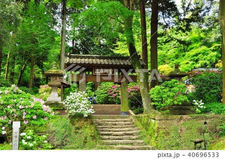 鎌倉市 北鎌倉浄智寺の惣門(高麗門)と新緑と満開ツツジ 鎌倉市 北鎌倉浄智寺の惣門(高麗門)と新緑と満開ツツジ 40696533