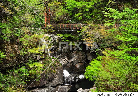 奈良県天川村みたらい渓谷遊歩道のつり橋と新緑 奈良県天川村みたらい渓谷遊歩道のつり橋と新緑 40696537