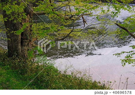 福島県会津若松市 鶴ヶ城公園 堀 桜 福島県会津若松市 鶴ヶ城公園 堀 桜 40696578