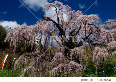 福島県田村郡三春町 滝桜 福島県田村郡三春町 滝桜 40696581
