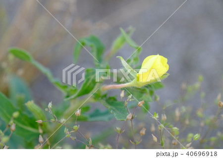 昼間の月見草(マツヨイグサ) 昼間の月見草(マツヨイグサ) 40696918