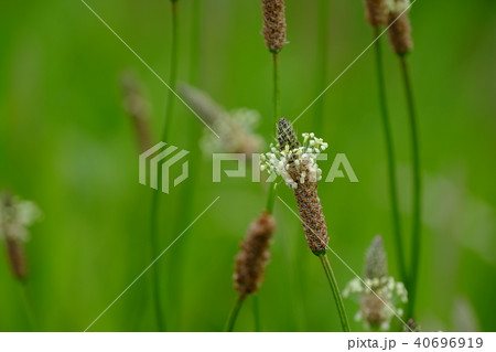 オオバコの花 オオバコの花 40696919
