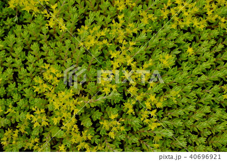 河原の野花 河原の野花 40696921