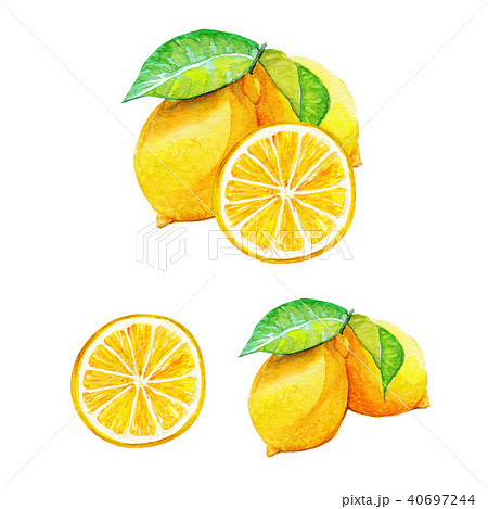 レモン 水彩画のイラスト素材