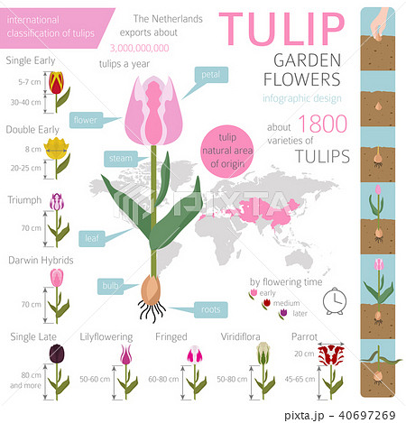 Tulip varieties flat icon set. Garden infographic Tulip varieties flat icon set. Garden infographic 40697269