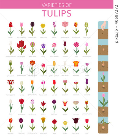 Tulip varieties flat icon set. Garden infographic Tulip varieties flat icon set. Garden infographic 40697272