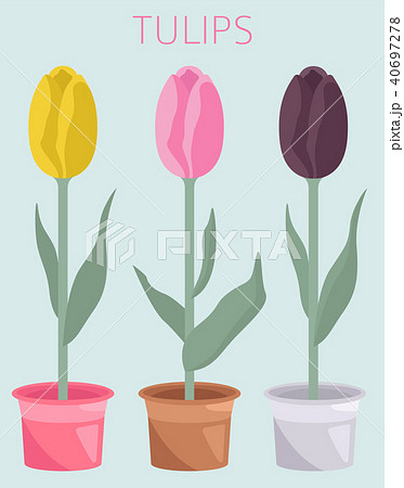 Tulip varieties flat icon set. Garden infographic 40697278