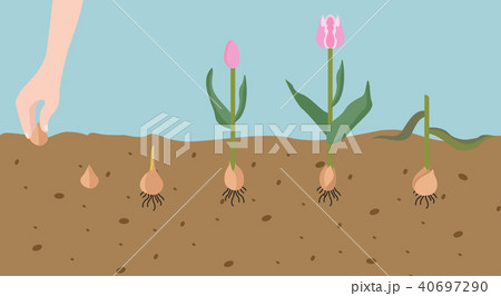 Tulip varieties flat icon set. Garden infographic 40697290