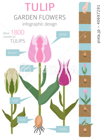 Tulip varieties flat icon set. Garden infographic 40697291