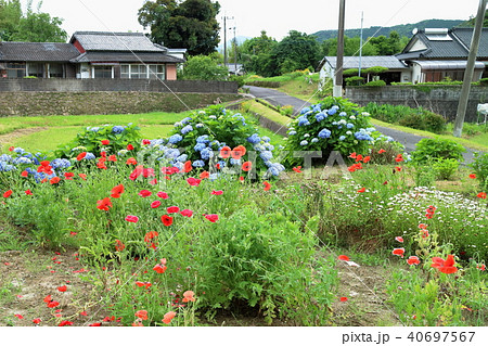 花と田舎の風景 40697567