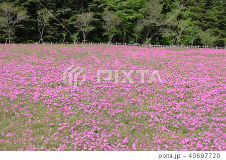 Shibazakura (Pink Moss) Kawaguchiko at Yamanashi.  40697720