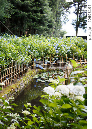 あじさいと池 40698195