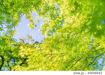 ecoイメージ　新緑の青モミジ 40698682
