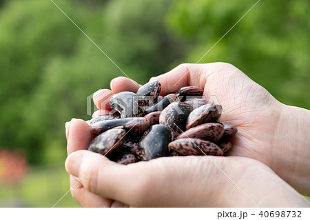 花豆　べにばないんげん 40698732