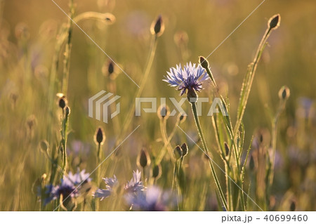 Cornflower in the field at dusk  40699460