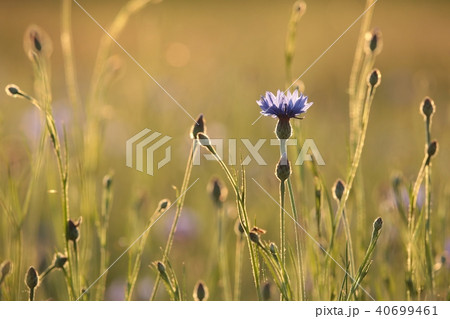 Cornflower in the field at dusk  40699461