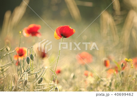 Poppy in the field at dawn  40699462
