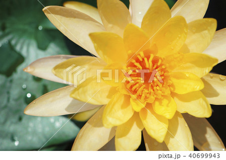 yellow lotus flowers focus pollen area yellow lotus flowers focus pollen area 40699943