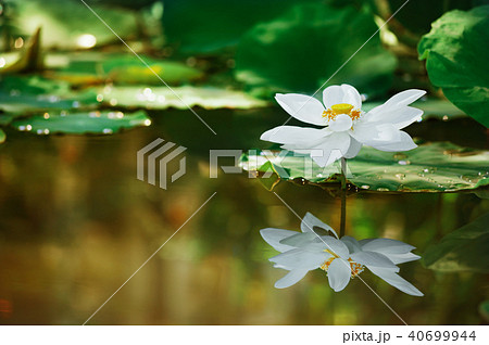 Beautiful white lotuse flower with green leave Beautiful white lotuse flower with green leave 40699944