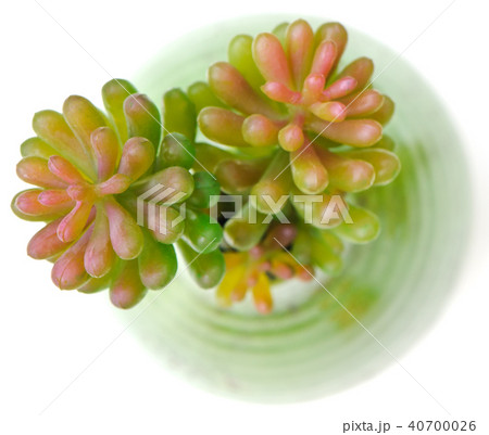 Closeup Plastic Succulent Cactus Plant  40700026