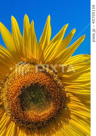 Yellow sunflower under a bright blue sky 40700136