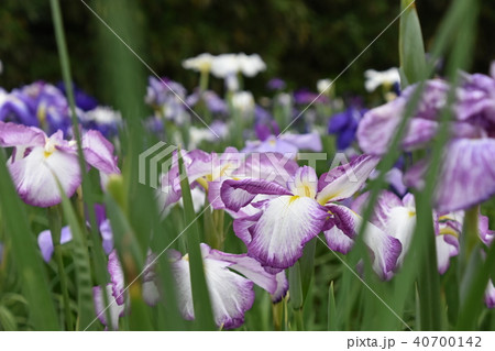 菖蒲 菖蒲 40700142