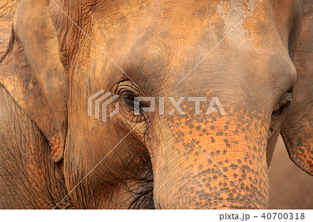 Elephants Elephants 40700318
