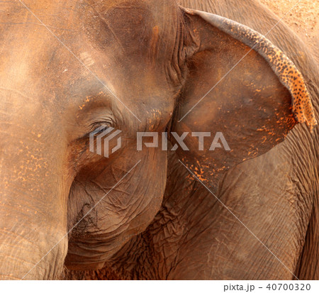 Elephants 40700320