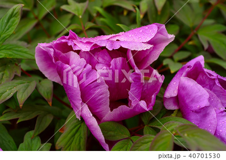 Peony flower background Peony flower background 40701530