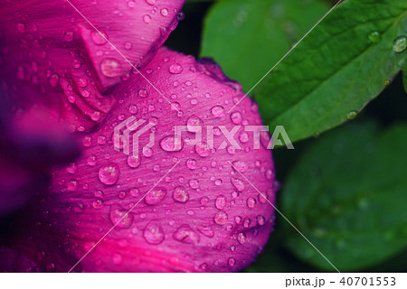 Peony flower background 40701553