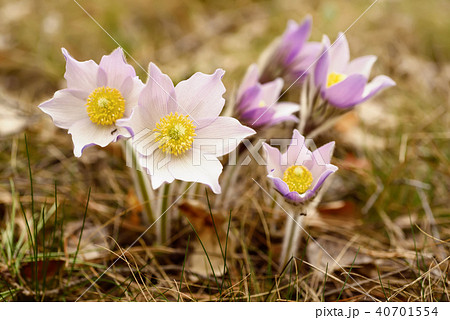 Pasque-flower in nature Pasque-flower in nature 40701554