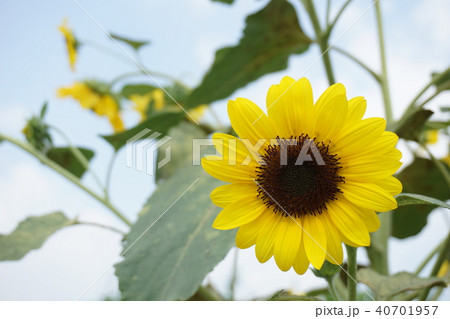 ひまわり ひまわり 40701957