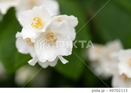 White jasmine flowers, macro photo 40702115