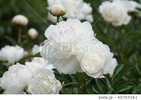 芍薬・新珠 芍薬・新珠 40703561